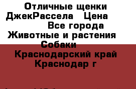 Отличные щенки ДжекРассела › Цена ­ 50 000 - Все города Животные и растения » Собаки   . Краснодарский край,Краснодар г.